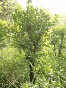 planta de yerba mate