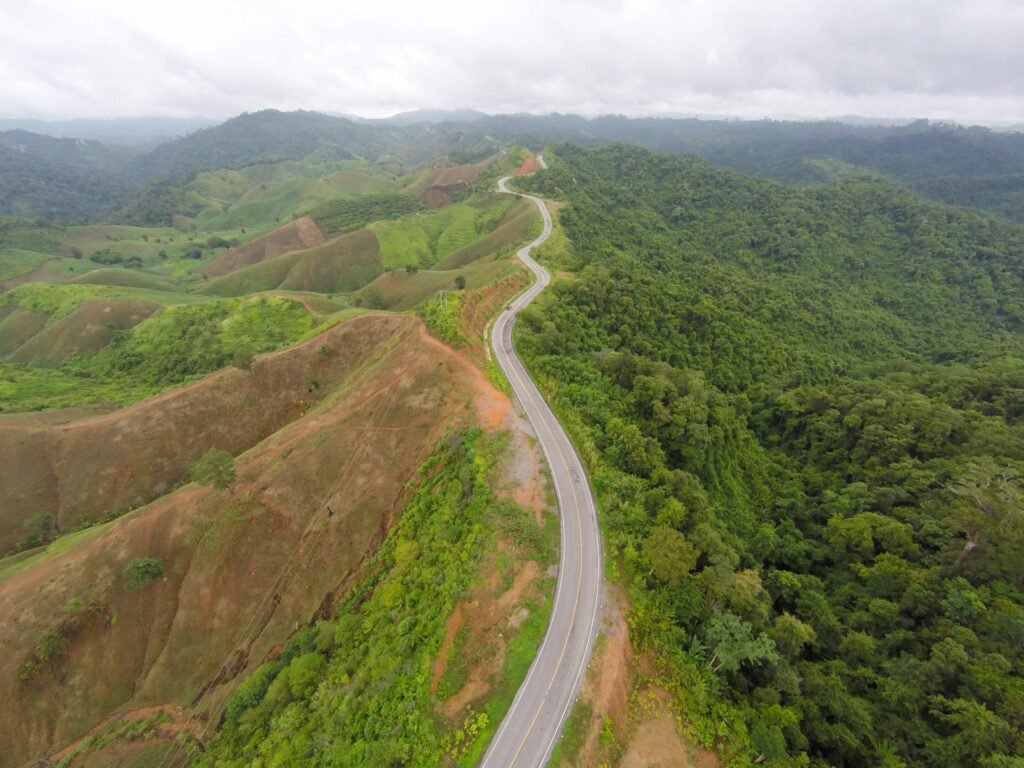 ruta entre la selva